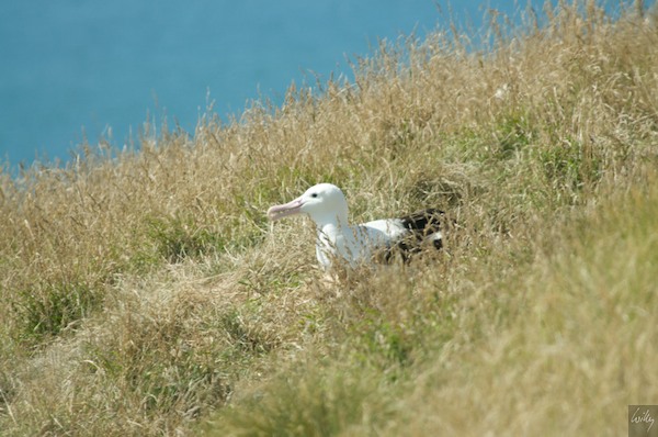 New Zealand 09 10  184